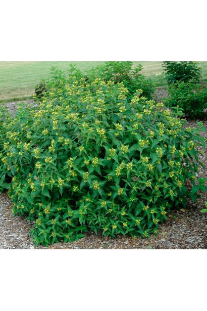 Діервілла сидячолиста Баттерфляй дорослому віці 